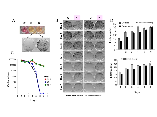 Defining mTOR-dependent CS