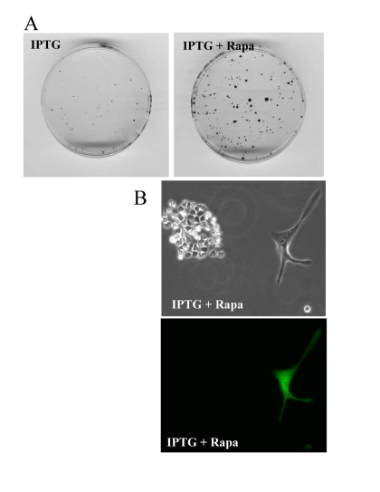 Rapamycin prevents CS of a few indicator cells by indirect effects on abundant cells