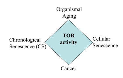 The relationship between CS and other TOR-dependent phenomena