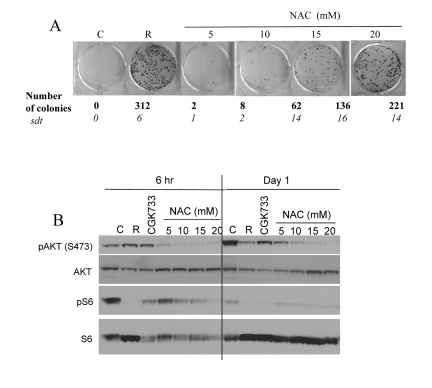 Effects of NAC and CGK733 on CS and mTOR