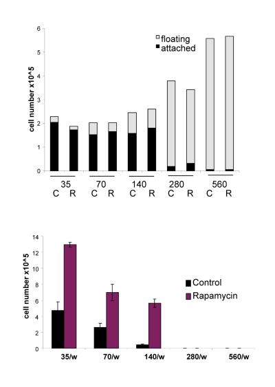 Effects of initial density and rapamycin on cell proliferation, survival and replicative viability