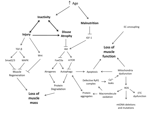 Synergistic Interplay between Biological and Environmental Factors Contribute to Sarcopenia