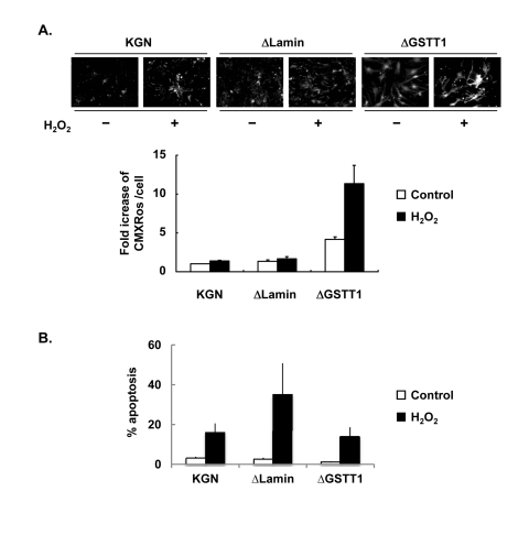 Depletion of GSTT1 enhances mitochondrial activity. (A) Wild-type, ΔLamin or ΔGSTT1 cells were stimulated with H2O2, and the mitochondrial membrane potential of each cell type was observed by staining with Mitotracker CMXRos at 100 nM. A bar graph represent the fold increase in mean fluorescence intensity ± SEM. One–way ANOVA: P B) Frequency of apoptosis before and after treatment with H2O2 was measured by TUNEL assay. The number of apoptotic cells was counted and divided by the total number of cells per field. A bar graph represent the frequency of apoptosis ± SEM.