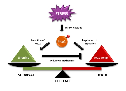 Tentative model that depicts the effect of Hog1 and sirtuins in dictating cell-fate determination. Hog1 inhibits mitochondrial respiration, which results in an increase in reactive oxygen species (ROS) accumulation that leads to cell death. In parallel, Hog1 induces PNC1 expression. Pnc1 activates Sir2, which mediates a decrease in ROS accumulation. Sir2 activation by the stress-activated protein kinase Hog1 relieves the Hog1-induced oxidative stress to prevent apoptotic cell death.