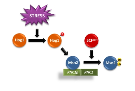 Scheme of Hog1-induced Msn2/Msn4 dependent gene expression upon SCFcdc4 regulation. Activation of Hog1 SAPK induces the activation of Msn2/Msn4-dependent genes, such as PNC1. The E3 SCFcdc4 ubiquitin ligase ubiquitylates the transcription factors to promote their degradation. Partial inactivation of SCFcdc4 decreases Msn2/4 degradation, which results in an increased accumulation of the TFs at the promoters and to an increase in Msn2/Msn4 dependent gene expression.