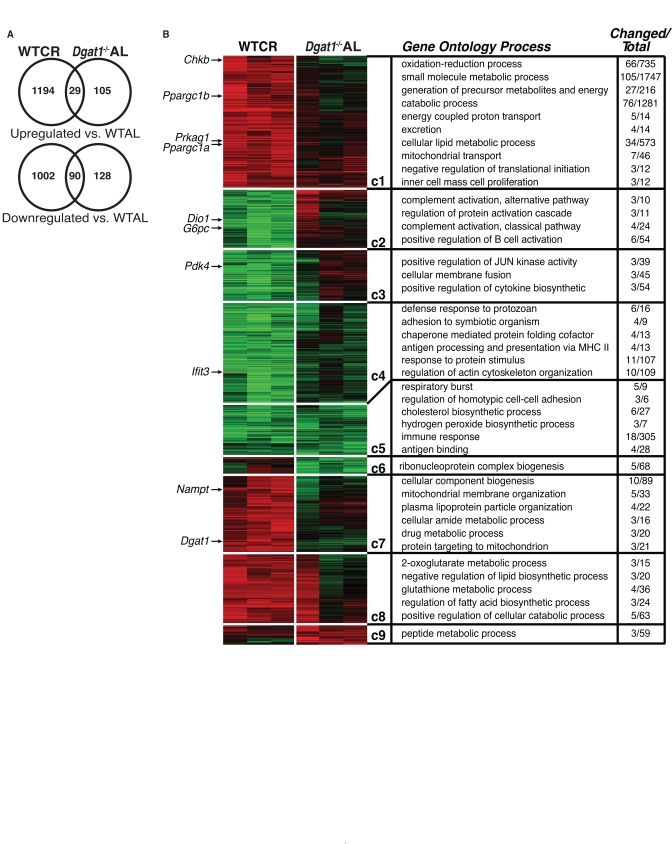 Comparative gene expression and pathway analysis of calorie restricted and Dgat1-deficient female mice