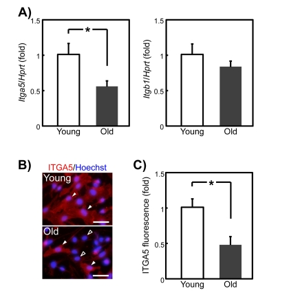 Itga5 mRNA and protein expression in young and old rat SMPCs