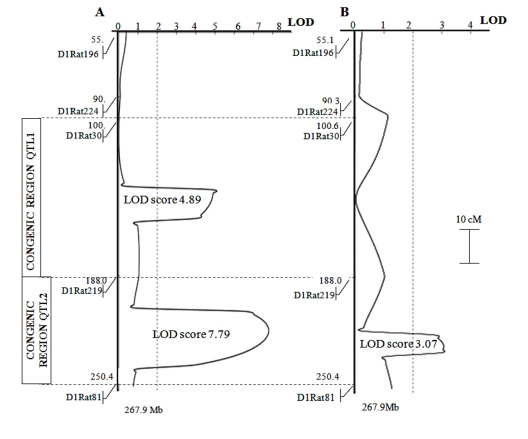 Plots of the distribution of trait linkage probability in the population of F2 rats (bred by reciprocal cross of OXYS and WAG) at age 3-4 months. The linkage of: (panel A) retinopathy; (panel B) cataract with markers on chromosome 1 was analyzed. Dotted vertical line at LOD = 2.0 is the threshold for suggestive statistical significance. The OXYS regions introgressed into WAG rats in the construction of congenic strains are shown as inserts to the left of the linkage map.