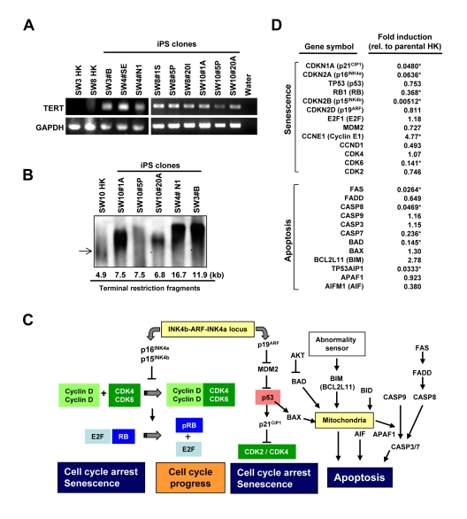 Comparison of telomerase activity, cellular senescence and programmed cell death in HK cells before and after induced pluripotency