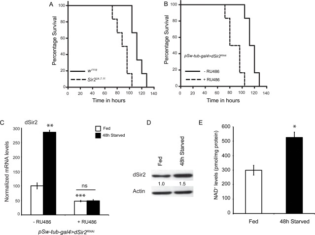 dSir2 activity increases in response to starvation and its absence decreases starvation resistance