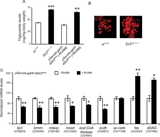 dSir2 regulates fat metabolism