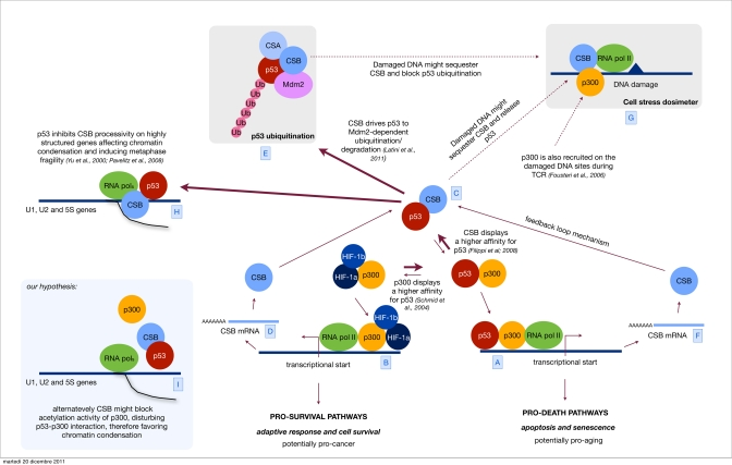 Orchestrating p53 activity