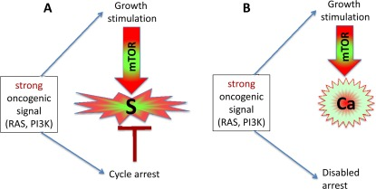 Strong oncogenic signaling, senescence and cancer