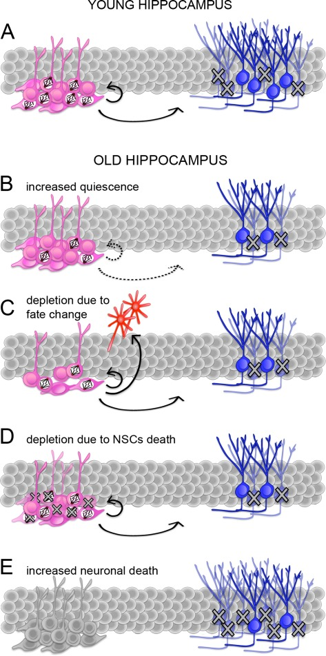 Potential mechanisms responsible for the age-related decline in neurogenesis