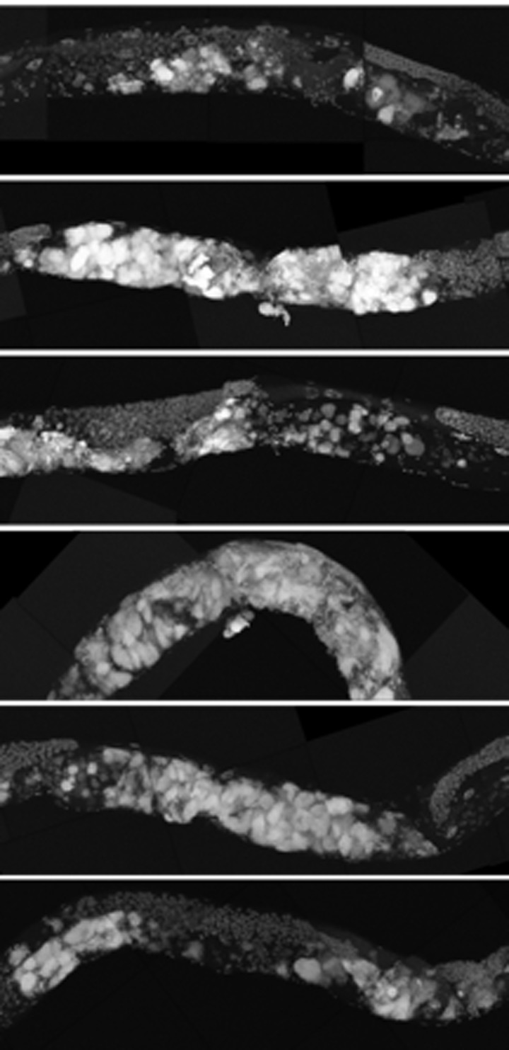 ced-3 animals have early uterine mass onset