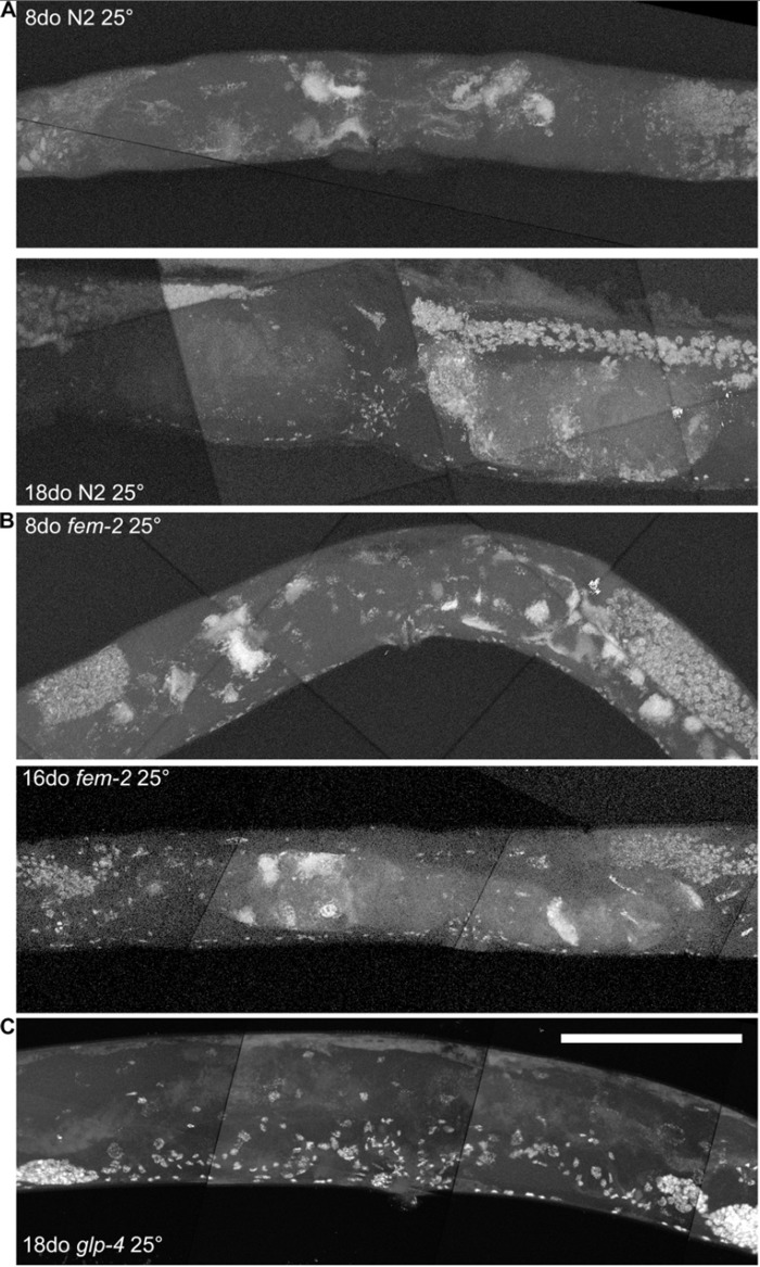 Age-related growths require a germline, but not competent sperm