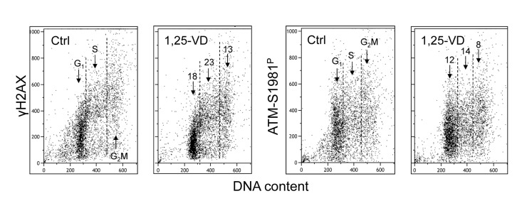 Effect of treatment of TK6 cells with 1,25-VD on the level of constitutive expression of γH2AX and ATM-S1981P