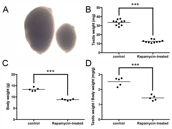 Rapamycin inhibits testis growth and reduces body weight