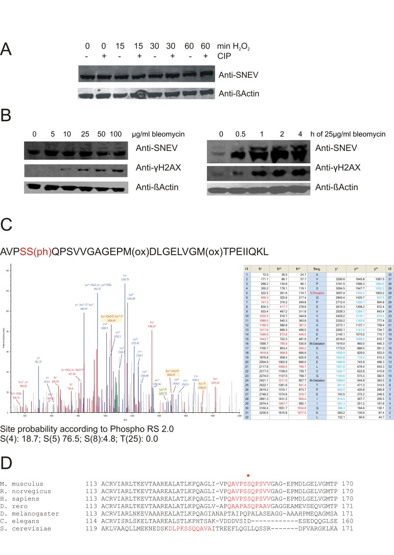 Upon oxidative stress, SNEV is detected as double band, probably representing a phosphorylated species