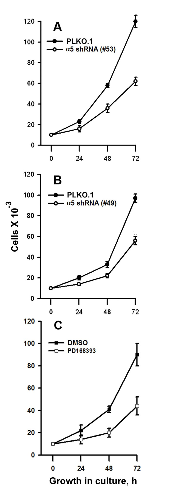 Integrin α5 knock-down or inhibition of EGFR suppress proliferation of A431 cells