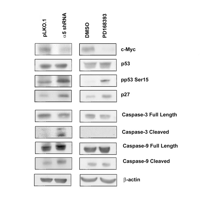 Integrin α5 knock-down and inhibition of EGFR differently affect expression of cell cycle and apoptosis regulators in A431 cells