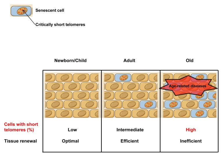 Accumulation of cells with short telomeres with aging