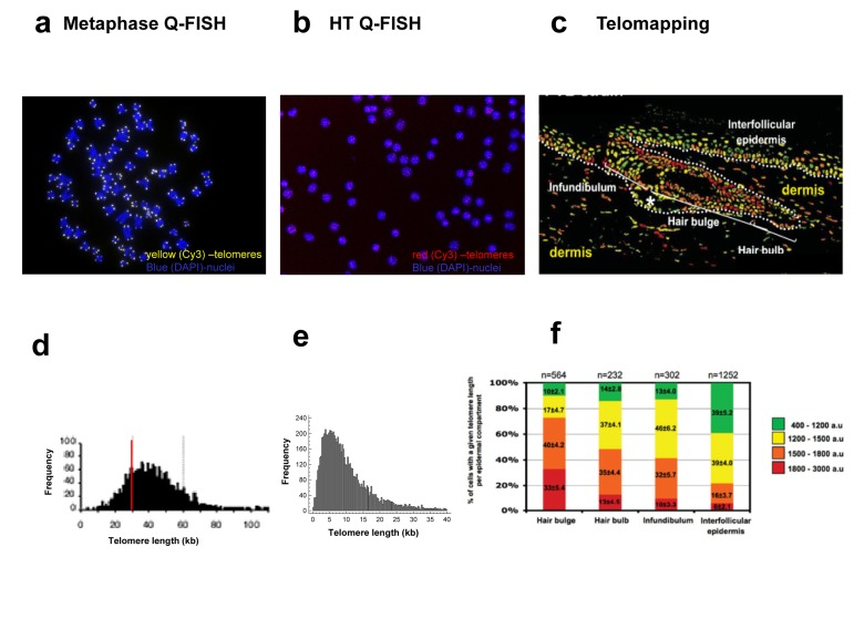 Comparison of the images obtained (a-c) and the output of the data analysis process (d-f) of the different variants of Quantitative FISH methods