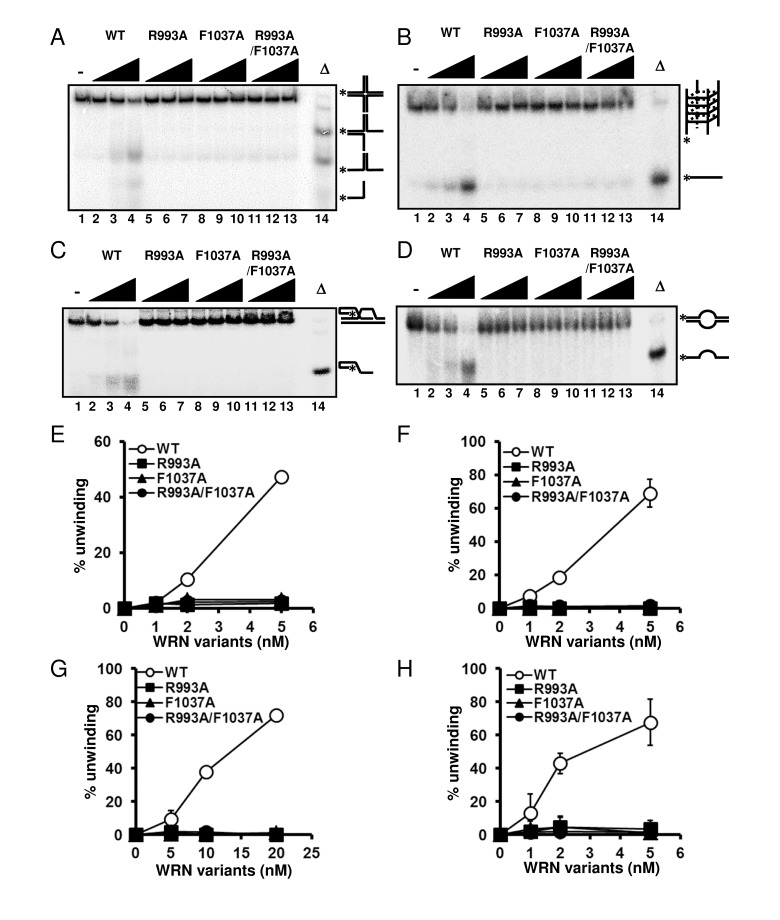 WRN RQC mutants are not able to resolve different structures of DNA substrates