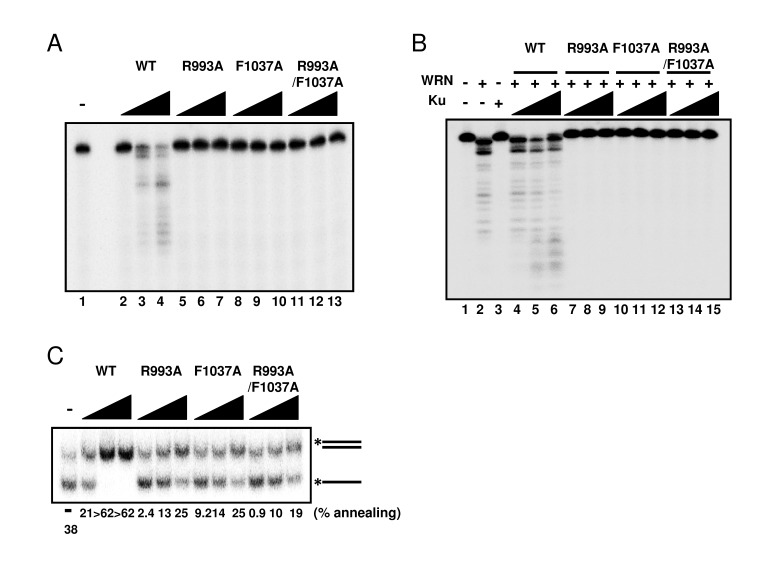 Mutations in RQC domain of WRN result in significant decrease of exonuclease activity and strand annealing activity