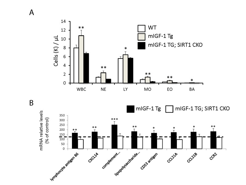 Leukocytosis and cardiac expression of genes involved in the immune response