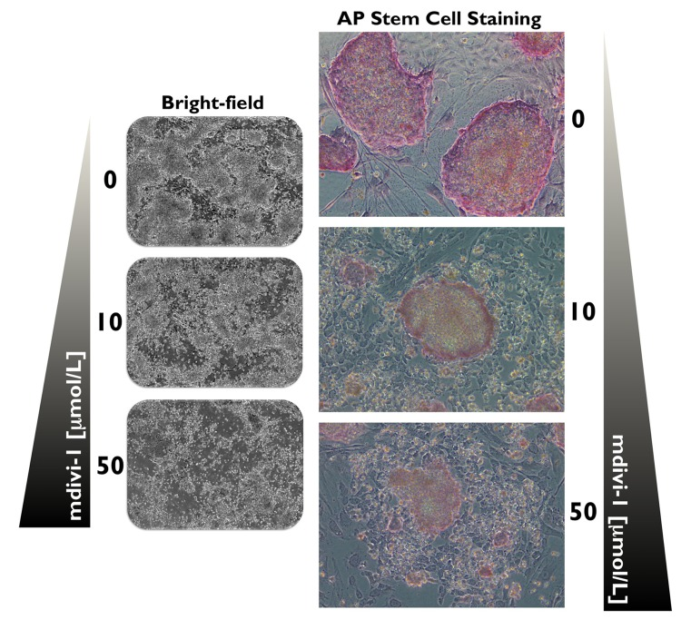 DRP1 activity is required for the maintenance of iPSCs