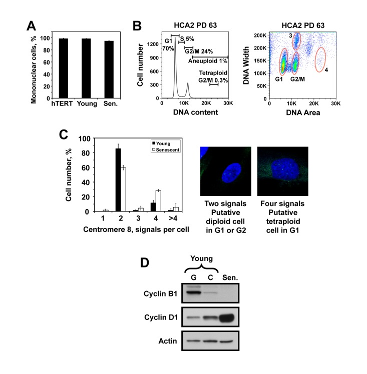 The senescent cell population with 4N DNA content is not due to polynucleated cells or tetraploid cells