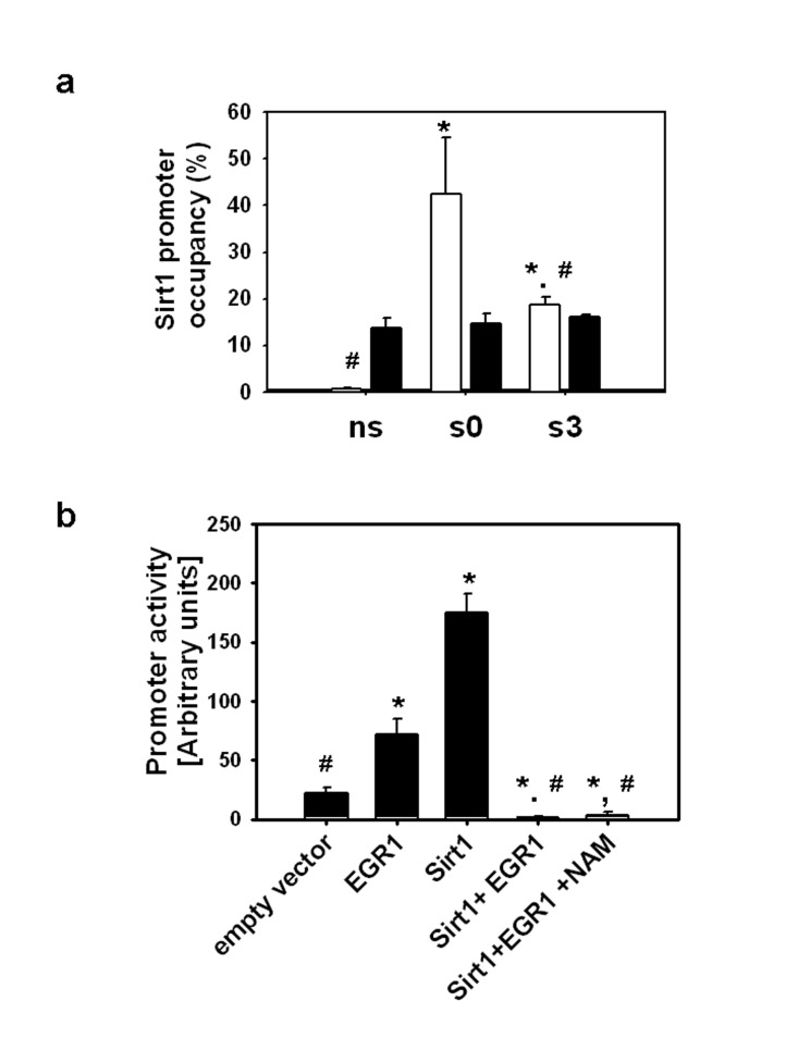 (a) ChIP assays were performed with EGR1(▭) and SIRT1 (▬) antibodies on non-stretched myotubes (ns), myotubes subjected to 30 min stretch and harvested immediately (s0) or 3 hours after (s3), immunoprecipitated DNA was analyzed by real time PCR with primers for the EGR1 binding sites and promoter occupancy was estimated as described in Methods. * and # indicates statistical significant difference from ns or s0, respectively. (b) C2C12 myoblasts grown on 24 well plates were transfected with the Sirt1 promoter reporter (0.1 μg/well) in the absence or presence of pcDNA-EGR1 and/or pcDNA-SIRT1 (0.2 μg/well); pcDNA was incorporated in the DNA mixtures to complete 0.5 μg/well and nicotinamide (NAM) to a 10 mM final concentration was added to the media when indicated. Luciferase activity was determined 24 hours after transfection with Dual Glo luciferase (Promega), * and # means statistical significant difference from empty vector or EGR1, respectively.