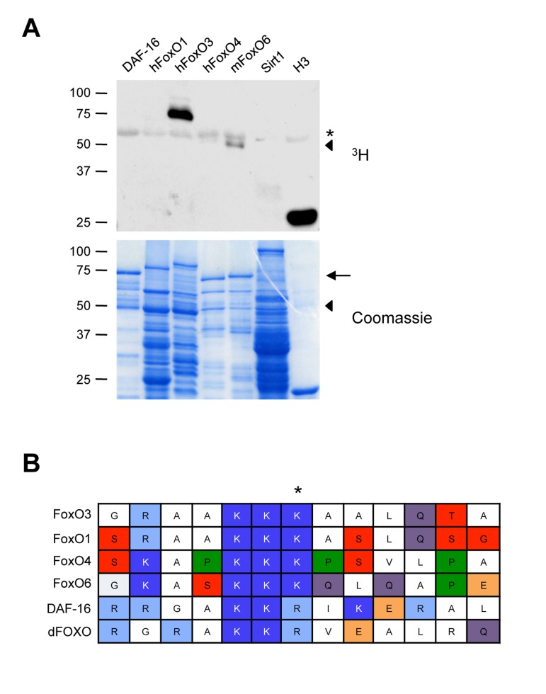 Set9 preferentially methylates FoxO3 among FoxO family members