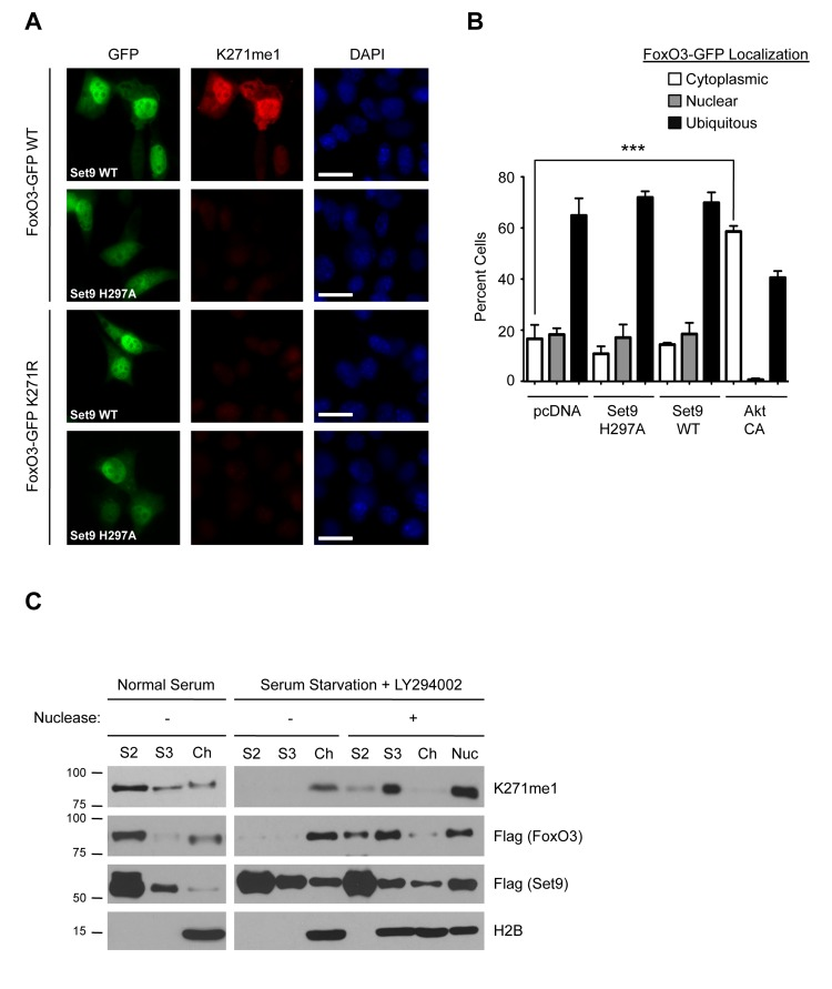 The methylated form of FoxO3 has similar localization properties to FoxO3