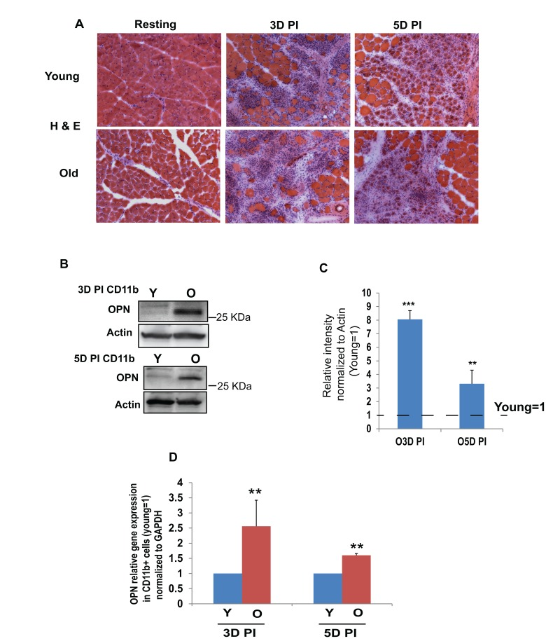 Old intramuscular CD11b+ cells produce elevated levels of OPN as compared to young