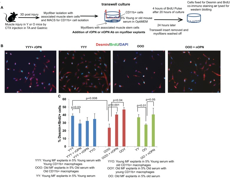 Osteopontin inhibits regenerative responses of muscle stem cells in co-cultures with CD11b+ cells