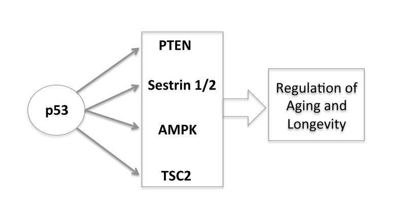 The new and complex role of p53 in regulating aging and longevity through the transcriptional regulation of different target genes.