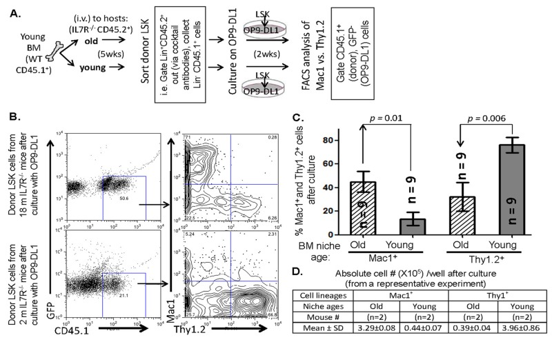 Comparison of the influence of BM niche age on differentiation profile of T-lineage vs. myeloid lineage choice