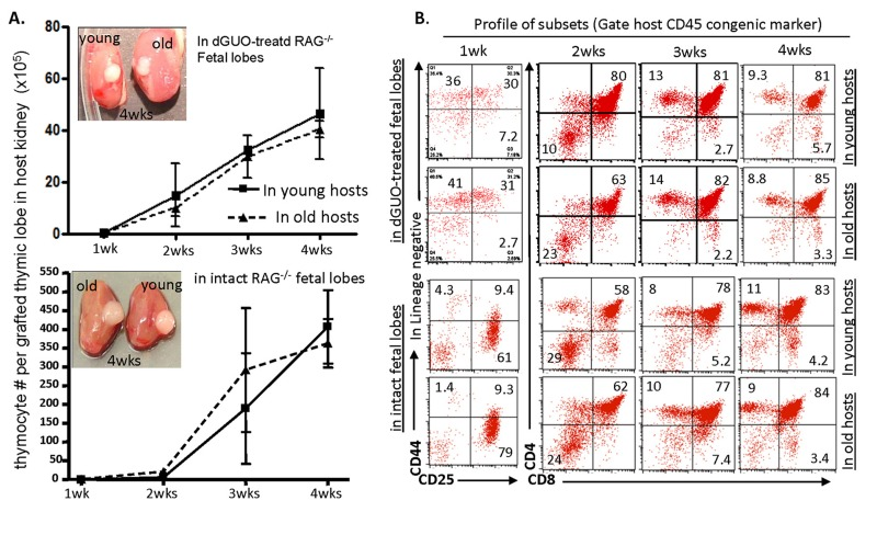 Competence of thymic T-lymphopoiesis from aged- and young-LPCs in repopulation of grafted fetal thymic lobes in vivo in a time course manner