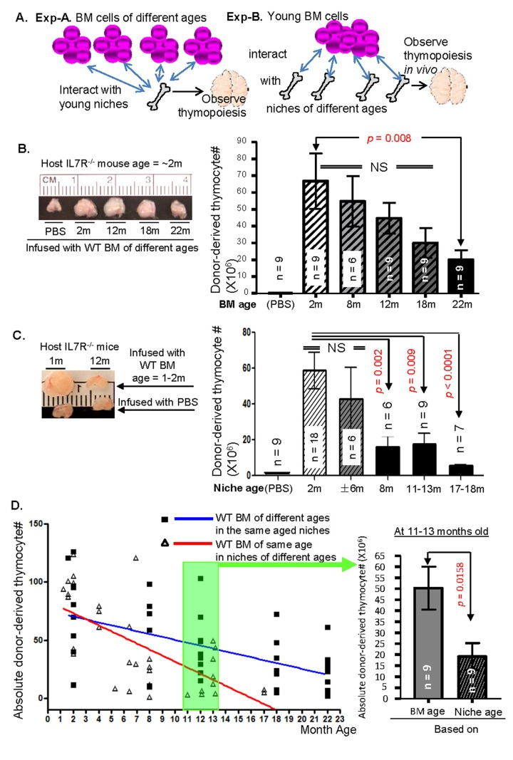 Comparing competence of thymic T-lymphopoiesis associated with BM progenitor ages or their niche ages in repopulating IL7R−/− host mouse thymus in a BMT microenvironment