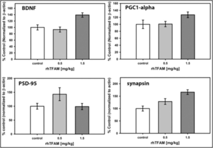 RhTFAM treatment increases brain levels of BDNF and synapsin