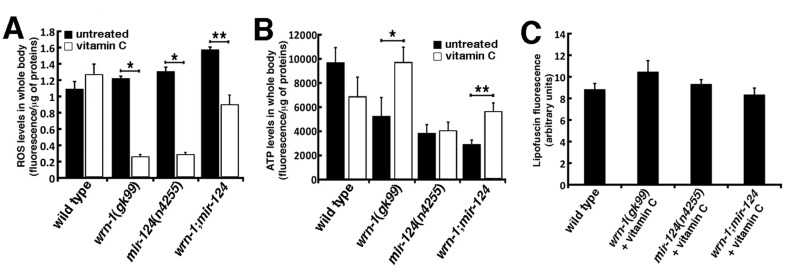 Impact of vitamin C on ROS, ATP, and lipofuscin levels in wild type and mutant C. elegans strains. (A) ROS levels in whole body of 7-day adult old worms (post-larval L4 stage) detected with dichlorofluorescein. Data are expressed as units of fluorescence per milligrams of proteins. (Unpaired Student's t-test; *P P = 0.00009). (B) ATP levels in whole body of 7-day old adult worms (post-larval L4 stage). (Unpaired Student's t-test; *P = 0.00972; **P = 0.0002). Twenty-five worms of each genotype were collected for the ROS or ATP measurements. Experiments were performed in triplicate. (C) Histogram representing the average intensity of autofluorescence lipofuscin in the different C. elegans strains treated with vitamin C compared to untreated wild type worms. Ten to fifteen three-days old (three days into adulthood) worms of each strain were photographed and the fluorescence intensity was quantified using Adobe Photoshop.