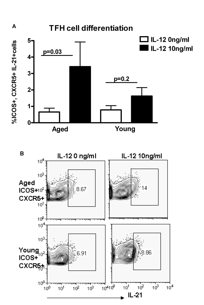 Increased differentiation to T follicular helper cells (Tfh) in aging subjects