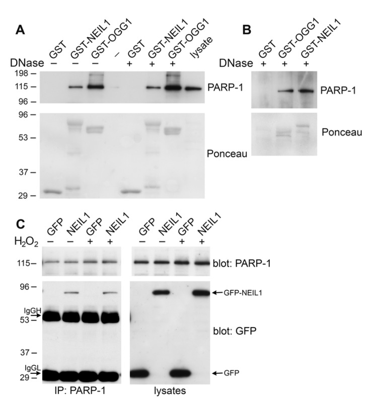 NEIL1 binds to PARP-1