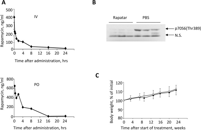 Pharmacokinetic and biological characteristics of Rapatar. (A) Rapamycin concentration-time profile in blood after intravenous (IV, top) and oral (PO, bottom) administration of Rapatar to mice (mean values, n = 3). A single dose of Rapatar was administered either IV (0.4mg/kg) or PO (4mg/kg). Blood samples were collected at designated times and analyzed for rapamycin by LC/MS/MS. (B) Rapatar blocks mTOR activation in vivo. Six C57/Bl/6J mice were food-deprived for 18 hrs. At the end of fasting period animals received either Rapatar (0.5mg/kg) or PBS via gavage and were allowed access to food. One hour later animals were sacrificed, livers were dissected and protein lysates were analyzed for mTOR activity by probing with p70S6(Thr389) antibody. (C) No acute or long-term toxicity are associated with PO administration of Rapatar. C57Bl/6J male mice received either Rapatar or PBS starting 8 weeks of age (10 mice/group) for 24 weeks according to the protocol described above. No loss in body weight was detected in experimental group throughout the treatment period. Both experimental and control groups showed similar gain in body weight with age.