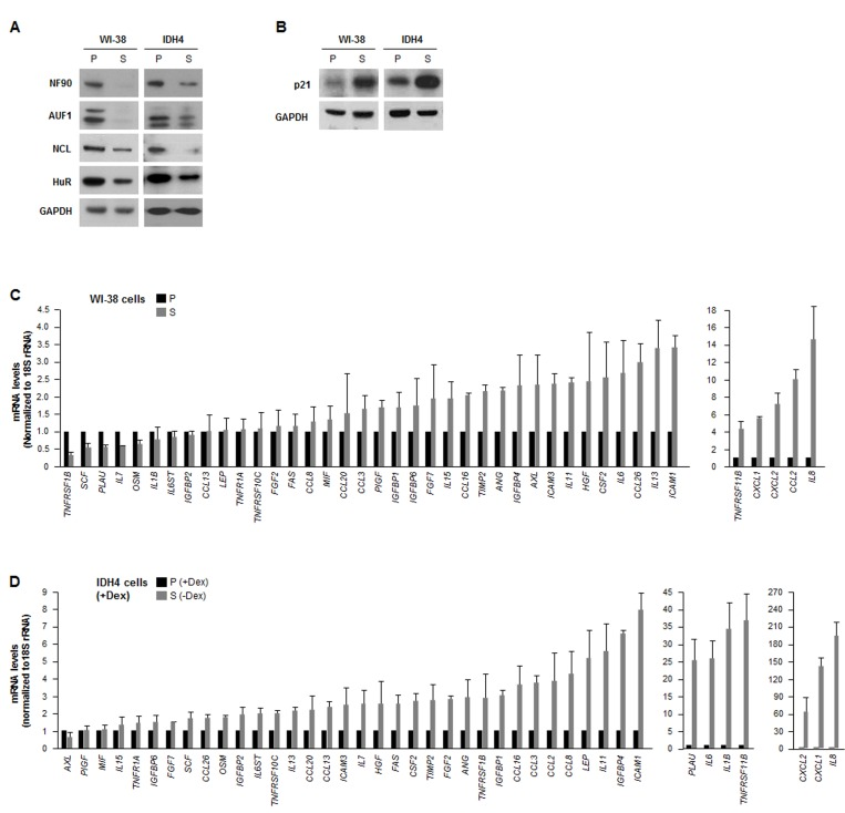 The levels of RBP NF90 are lower in senescent cells