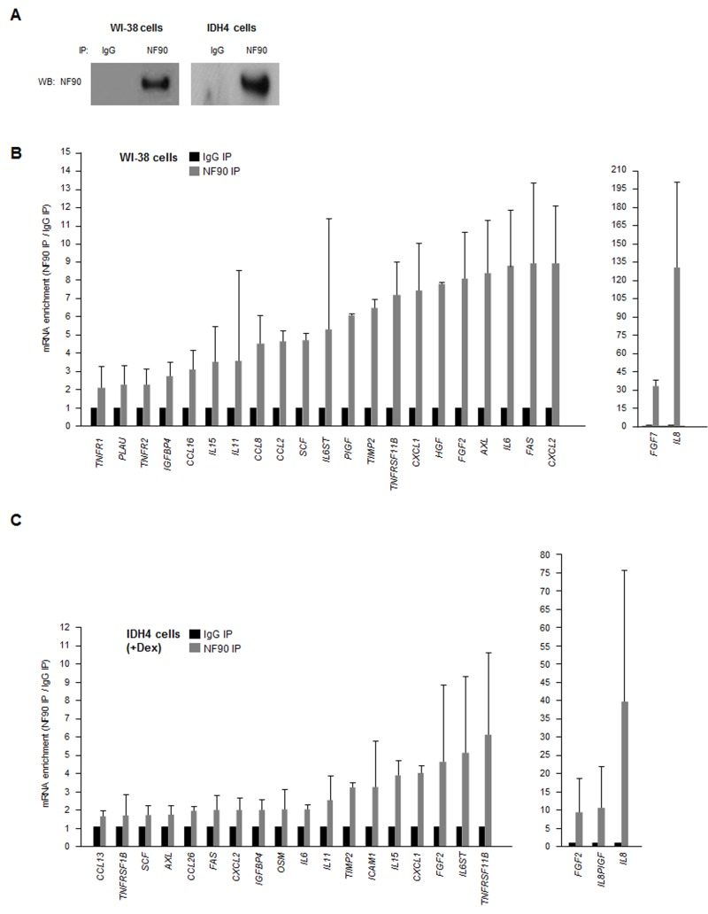 NF90-associated SASP mRNAs