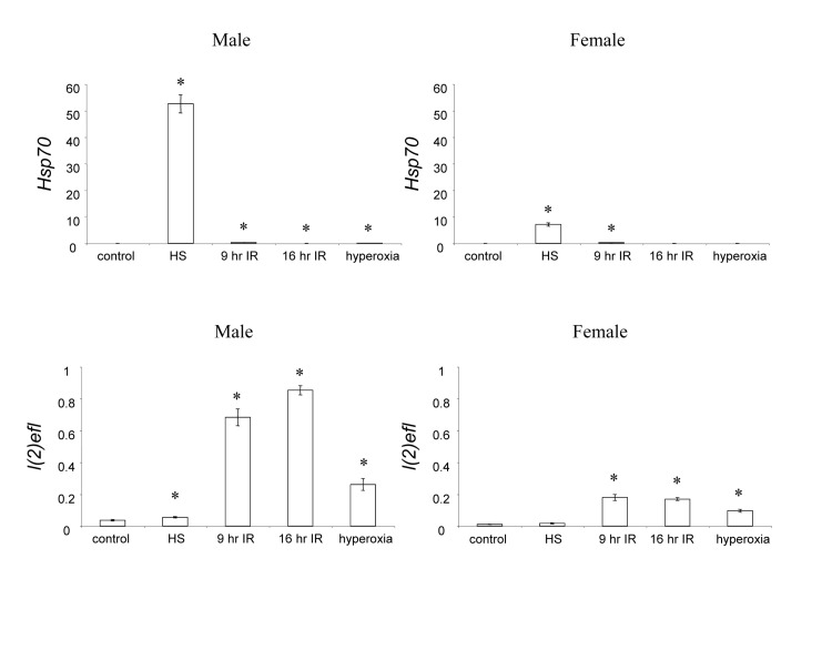 Hsp70 and l(2]ef) RNA levels in response to selected stresses