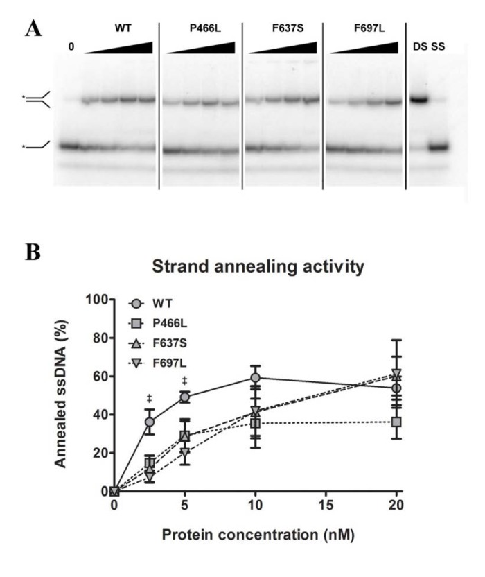 Strand annealing activity is not correspondingly reduced